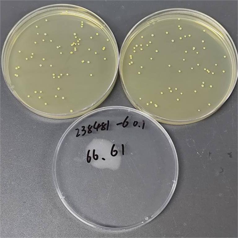 Quantitative strain of Staphylococcus aureus subspecies-BNCC