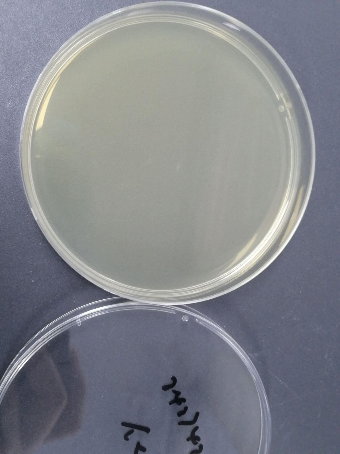 Reference material for Enterobacter cloacae subsp. cloacae (Chemical inactivation) (strongly positive)-BNCC
