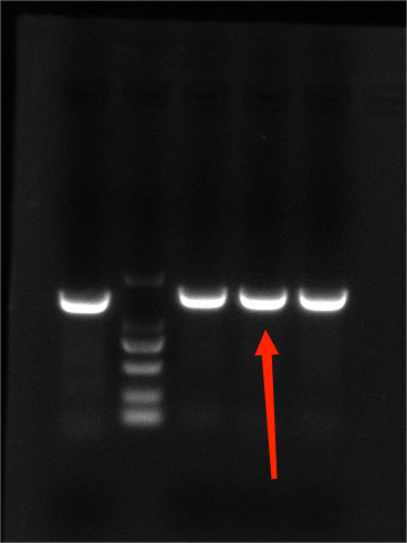 Reference material for Enterobacter cloacae subsp. cloacae (Chemical inactivation) (strongly positive)-BNCC
