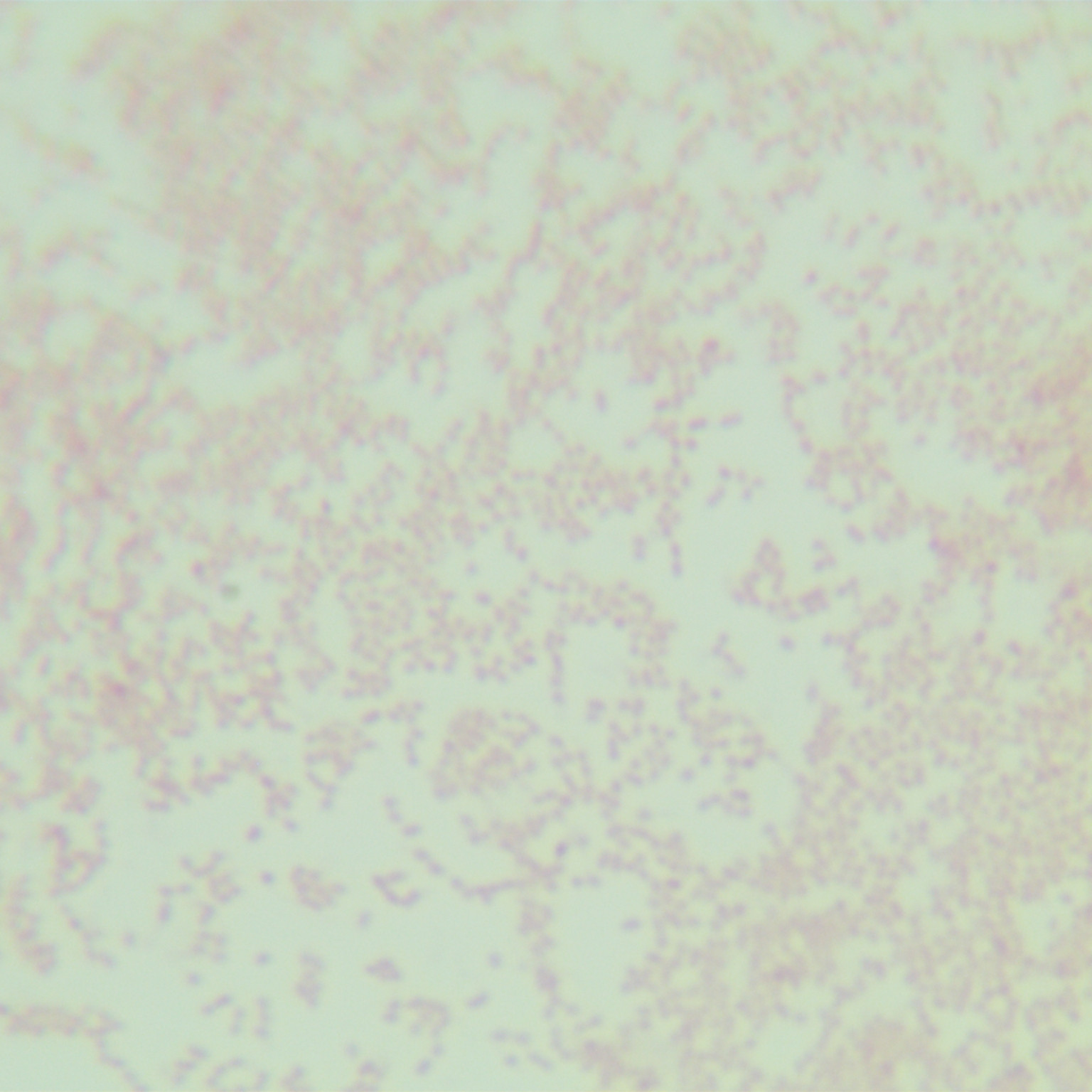Bordetella pertussis-BNCC