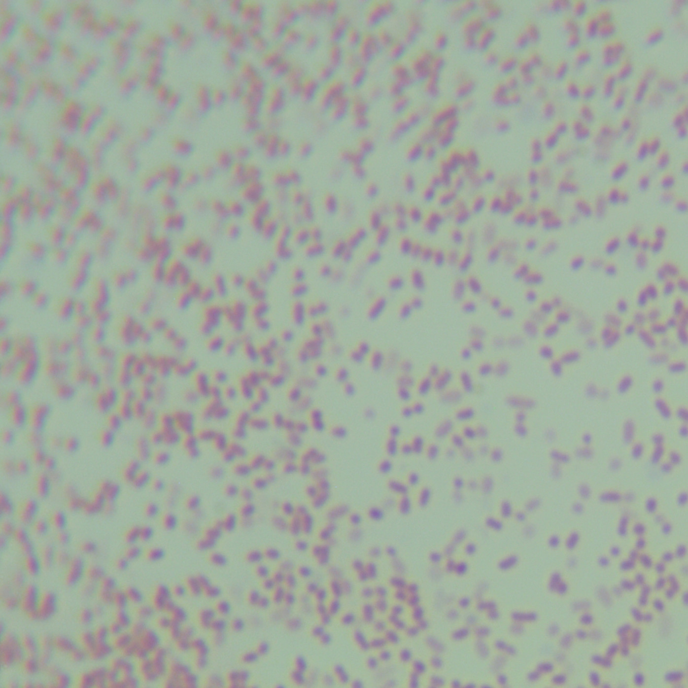 Bacillus subtilis-BNCC