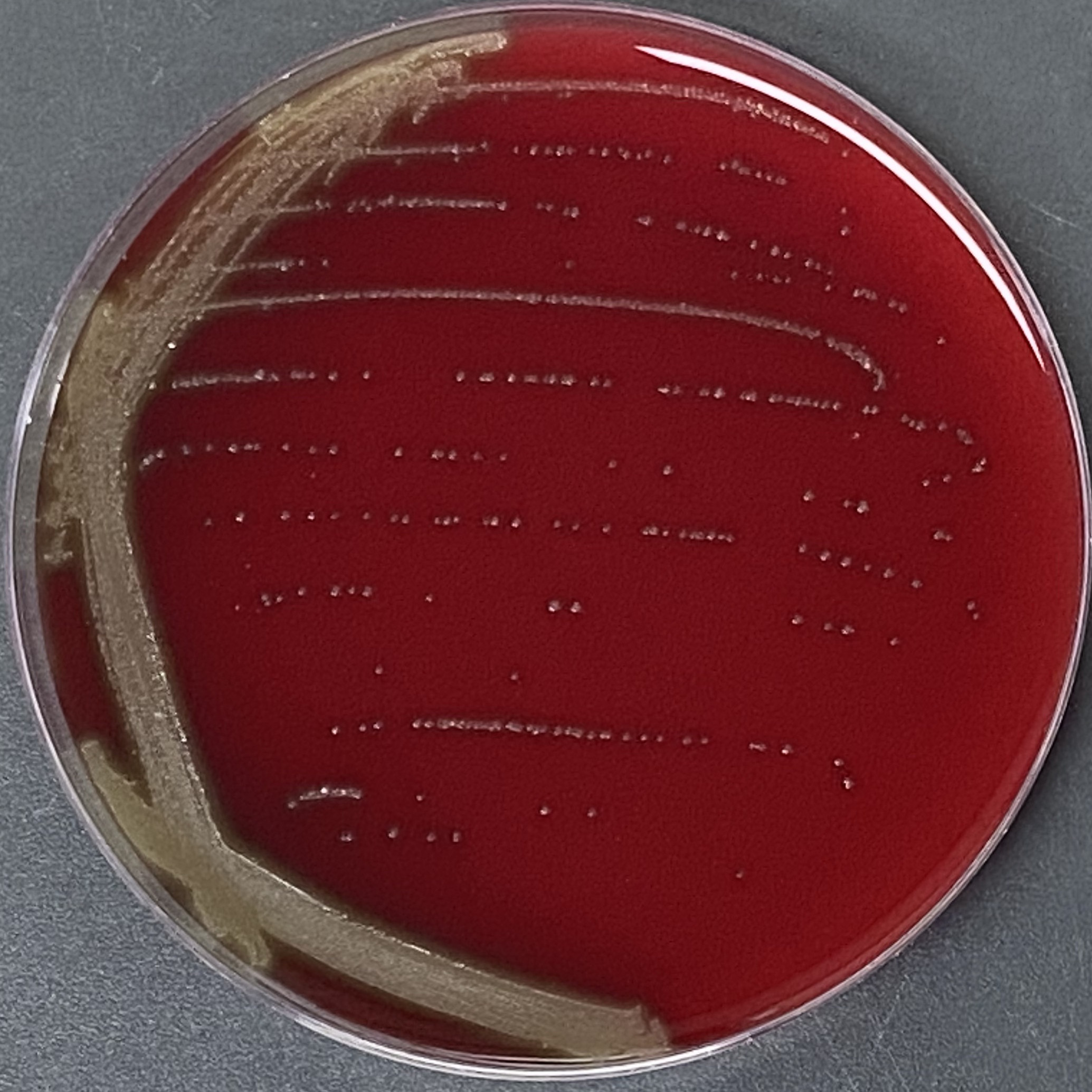 Streptococcus pneumoniae-BNCC