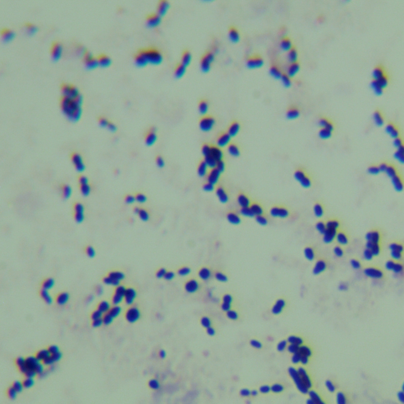 Streptococcus pneumoniae-BNCC