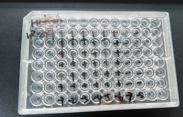 Human Adenovirus Type 3-BNCC