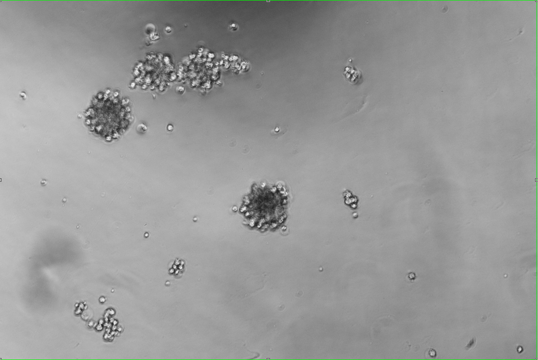 Human rhinovirus 37-BNCC