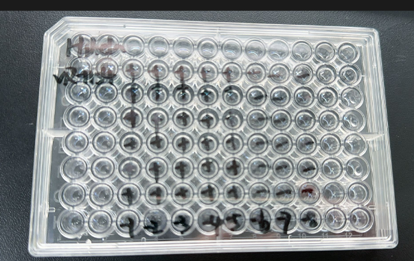 Human rhinovirus 44-BNCC
