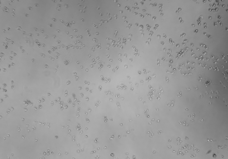 Human rhinovirus 53-BNCC