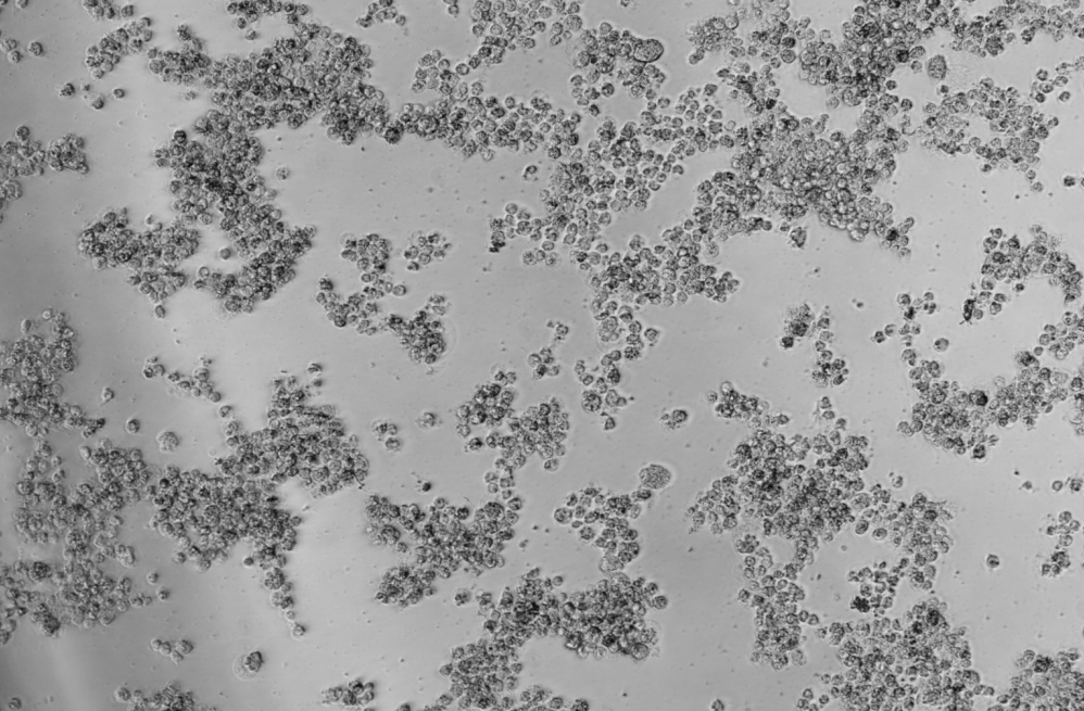 Human rhinovirus 66-BNCC