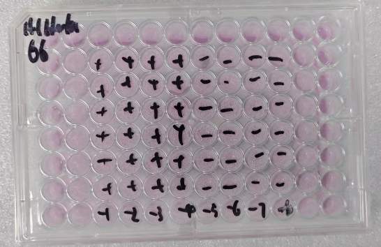 Human rhinovirus 66-BNCC