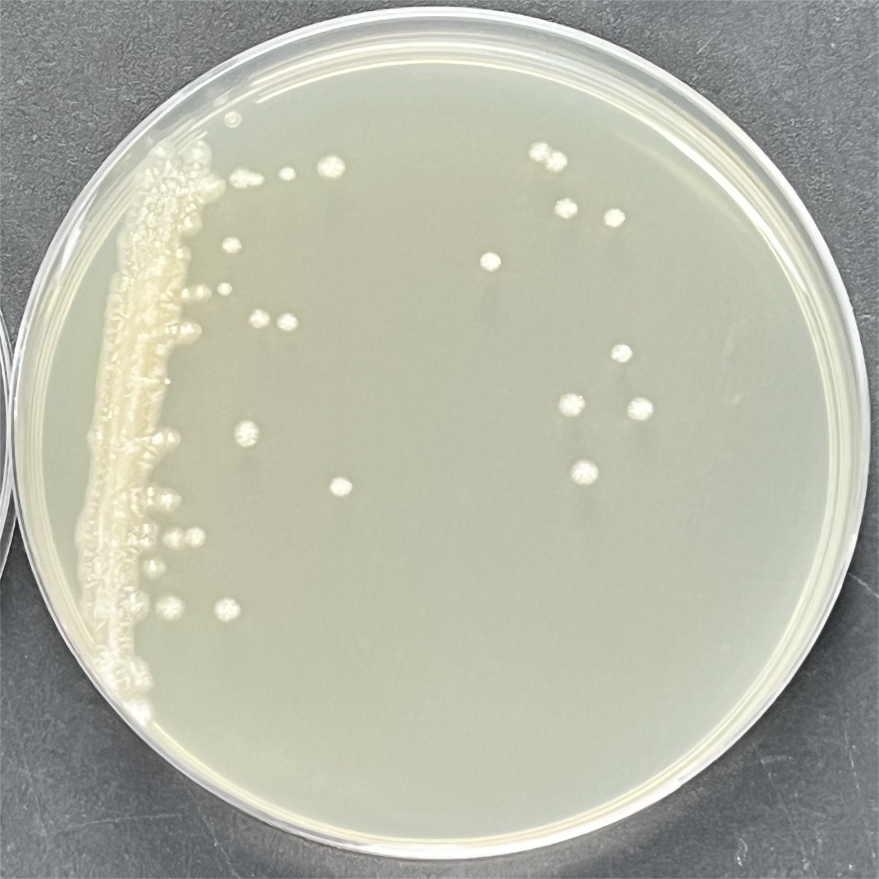 Budding short stem fungi-BNCC