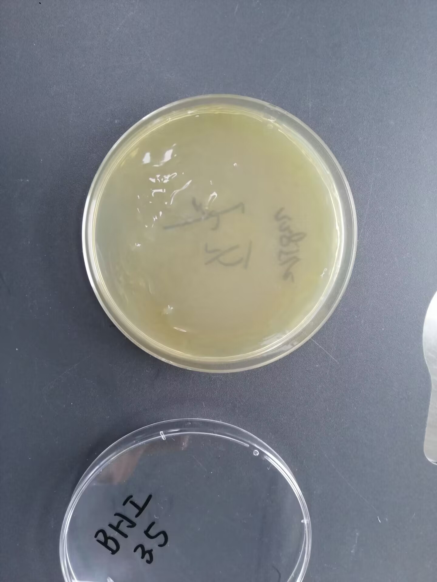 Moraxella catarrhalis nucleic acid reference substance (Heat-inactivated) (strongly positive)-BNCC