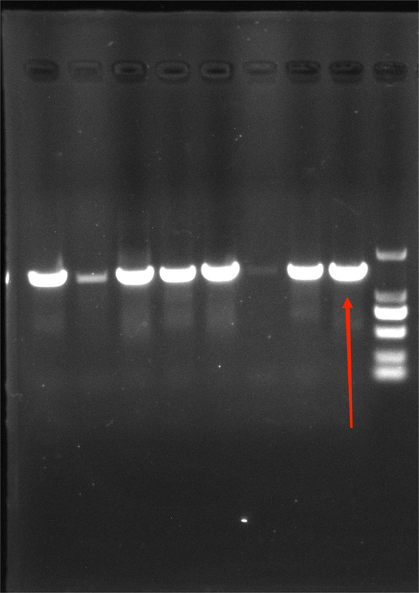 Moraxella catarrhalis nucleic acid reference substance (Heat-inactivated) (strongly positive)-BNCC