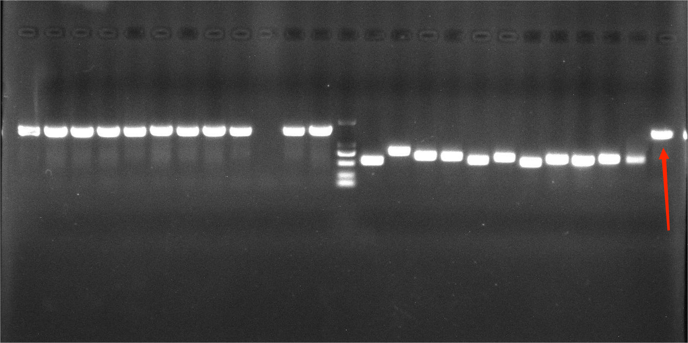 Asian Mycobacterium Nucleic Acid Reference (Heat-inactivated) (Strong Positive)-BNCC