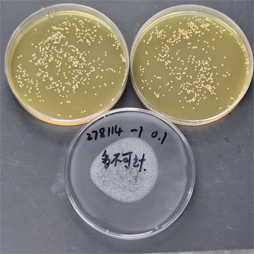 Quantitative strain of Micrococcus-BNCC