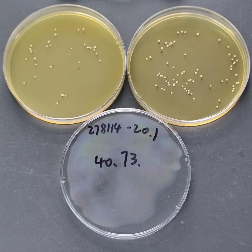 Quantitative strain of Micrococcus-BNCC
