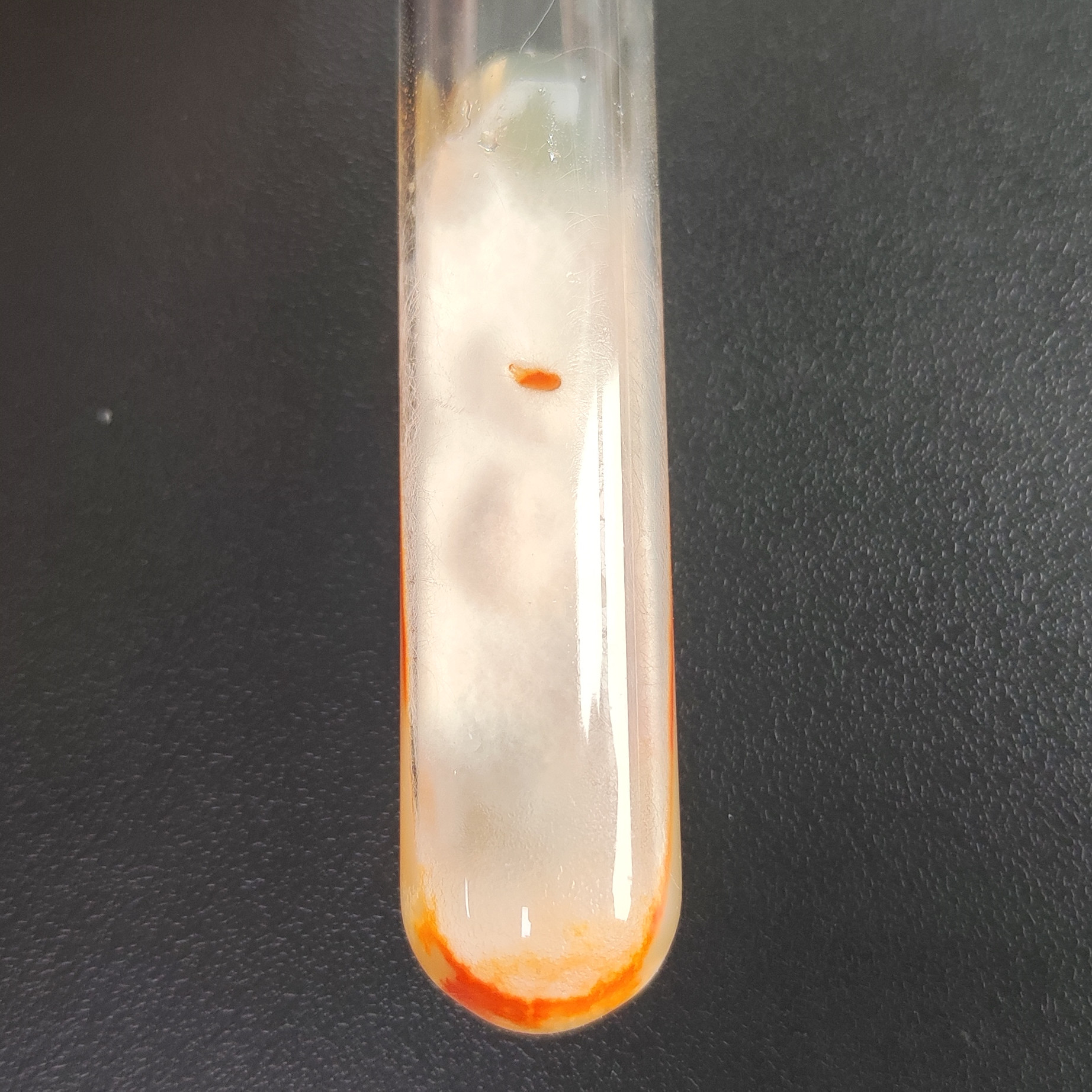 Pyrenophora tritici retantis-BNCC