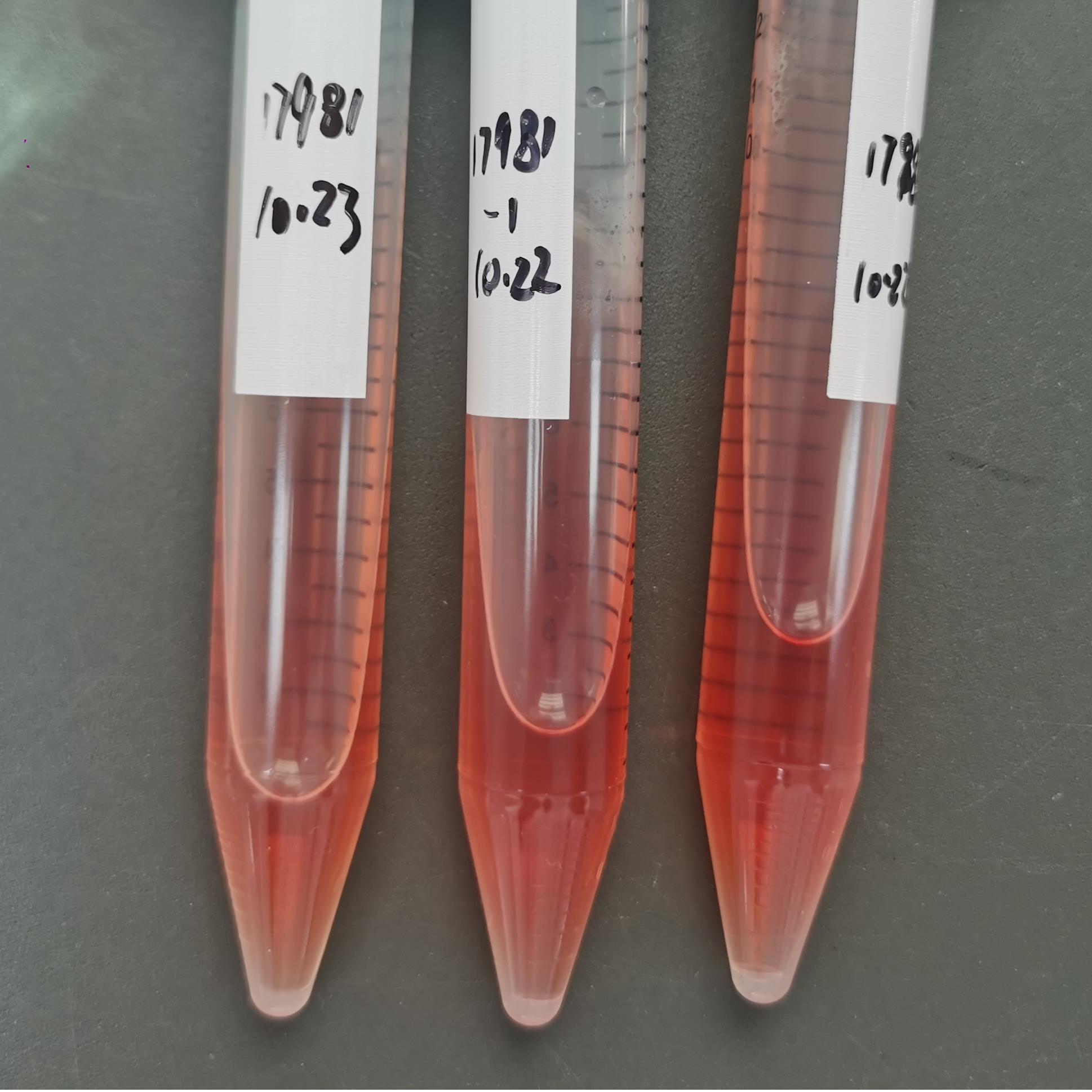 Mycoplasma arginine-BNCC