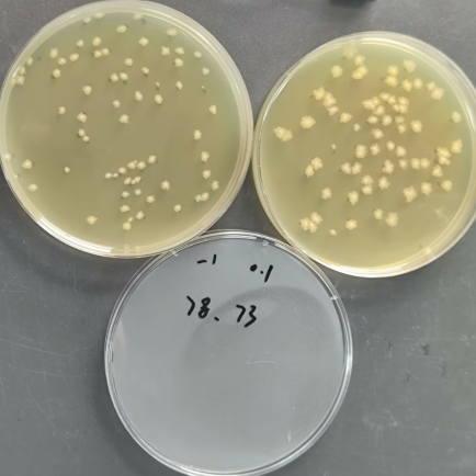 Quantitative strain of Clostridium sporogenes-BNCC