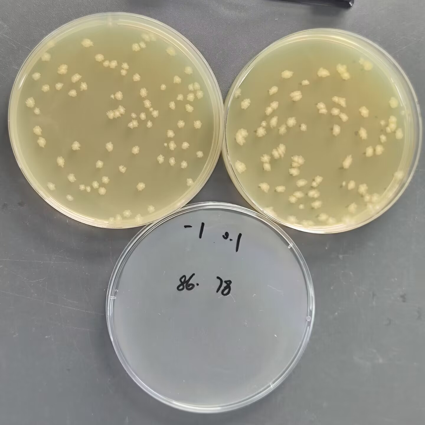Quantitative strain of Clostridium sporogenes-BNCC