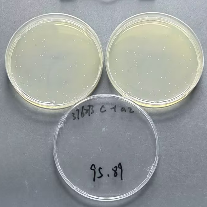 Quantitative strain of Bacillus subtilis-BNCC
