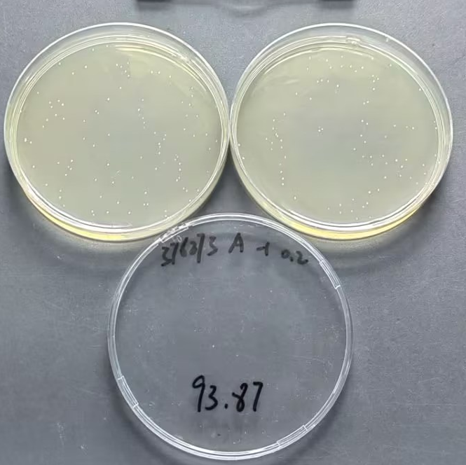 Quantitative strain of Bacillus subtilis-BNCC