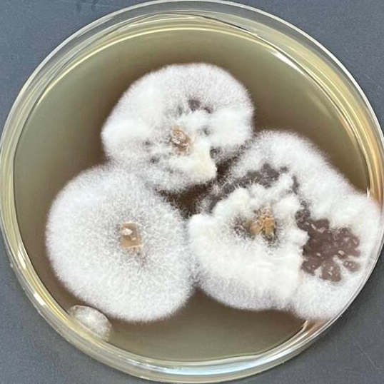 Black powder fungus-BNCC