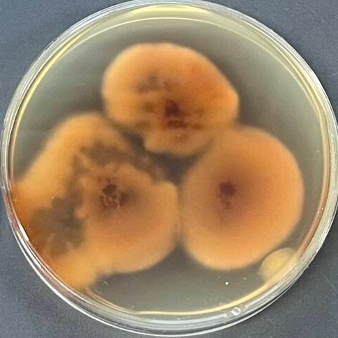 Black powder fungus-BNCC