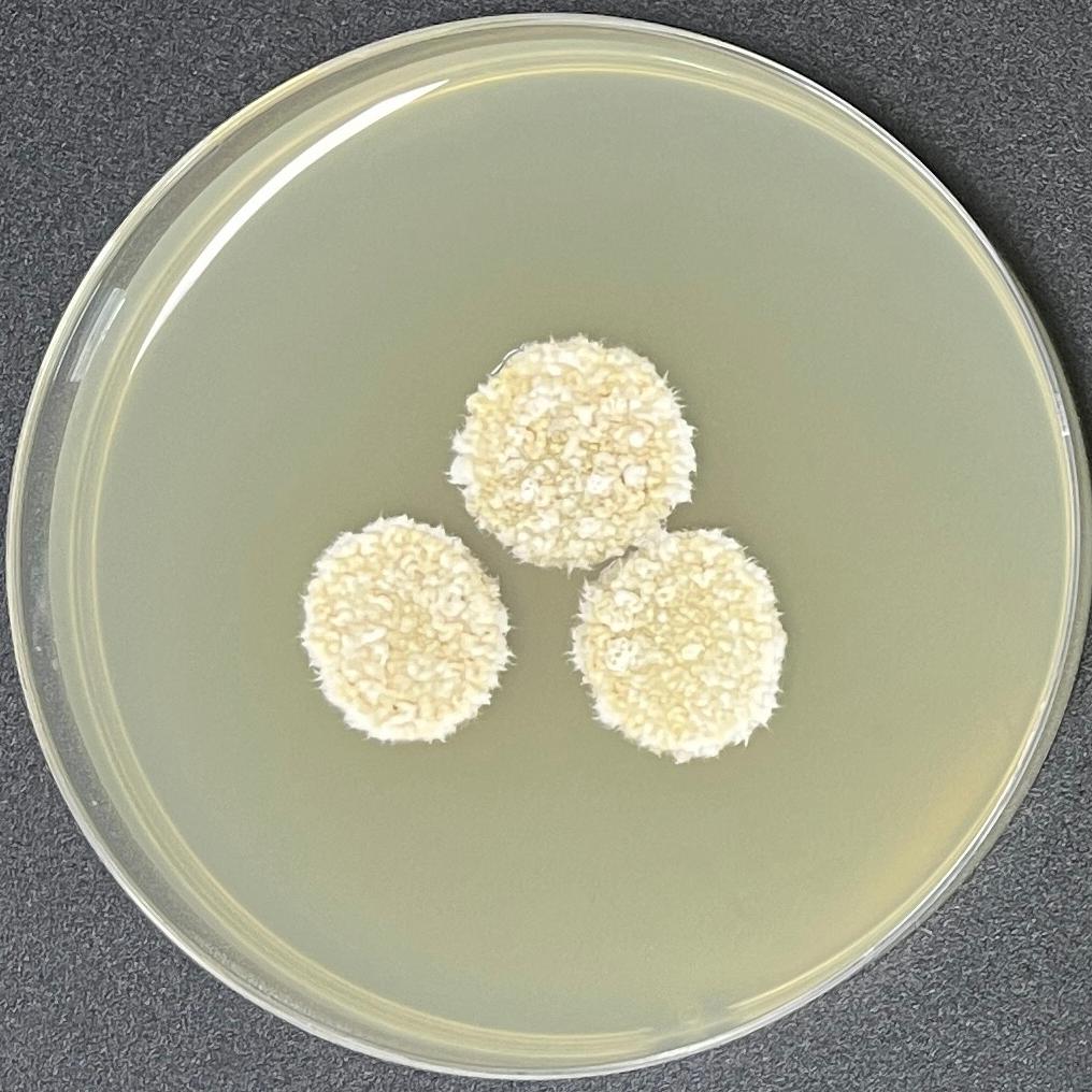 Wheat smut fungus-BNCC