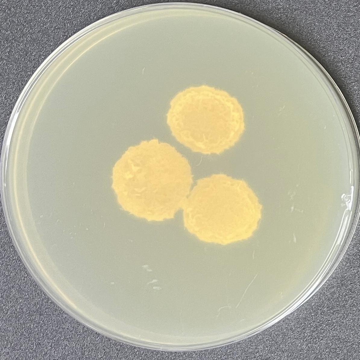 Wheat smut fungus-BNCC
