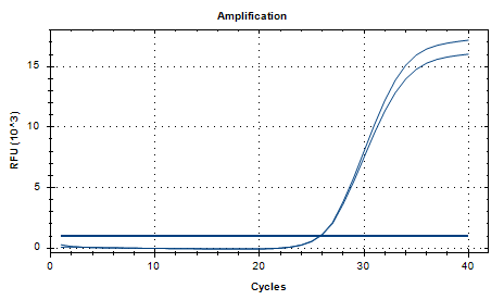 Aspergillus fumigatus DNA standard-BNCC