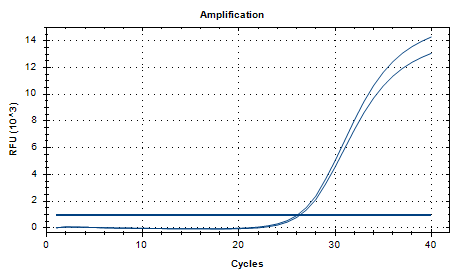 Shiga toxic Escherichia coli DNA standard-BNCC