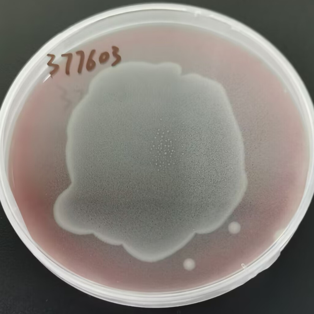 Bacillus subtilis-BNCC