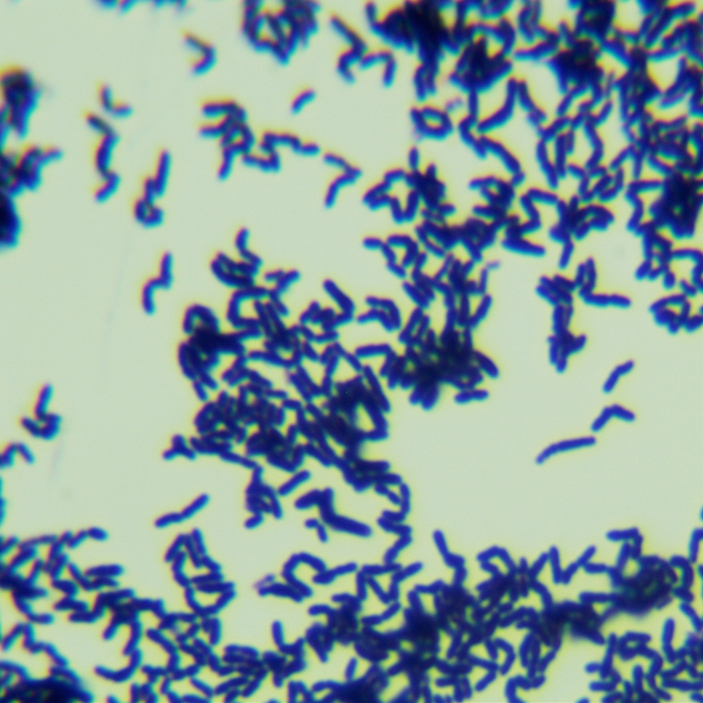 Bacillus subtilis-BNCC