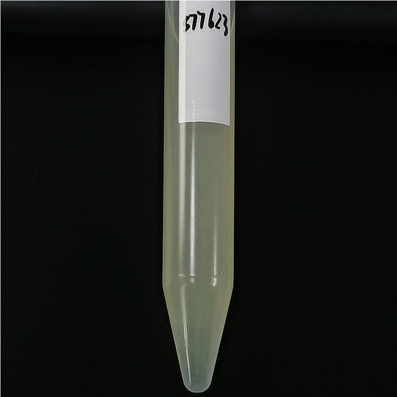 Mycobacterium tuberculosis-BNCC