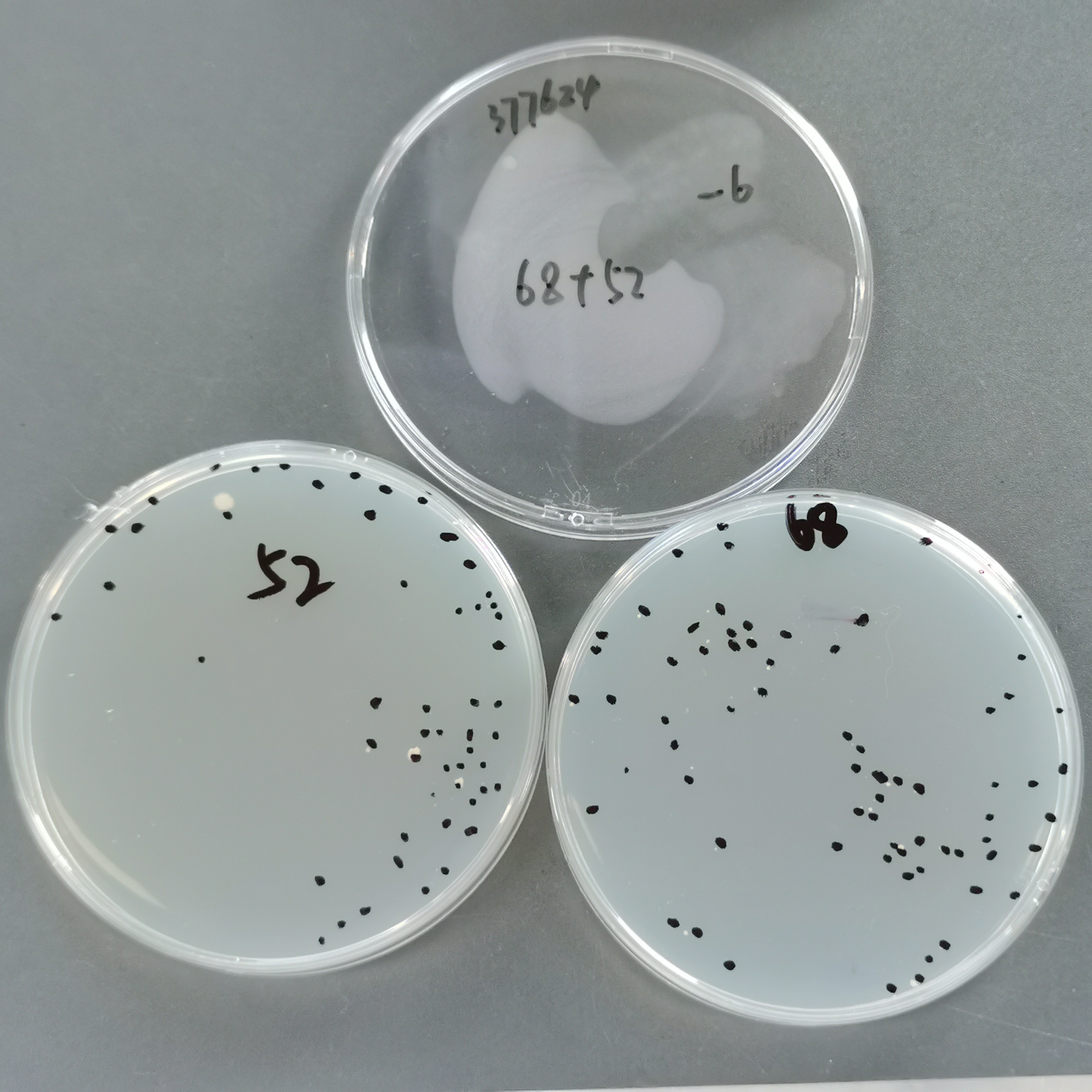 Mycobacterium tuberculosis-BNCC