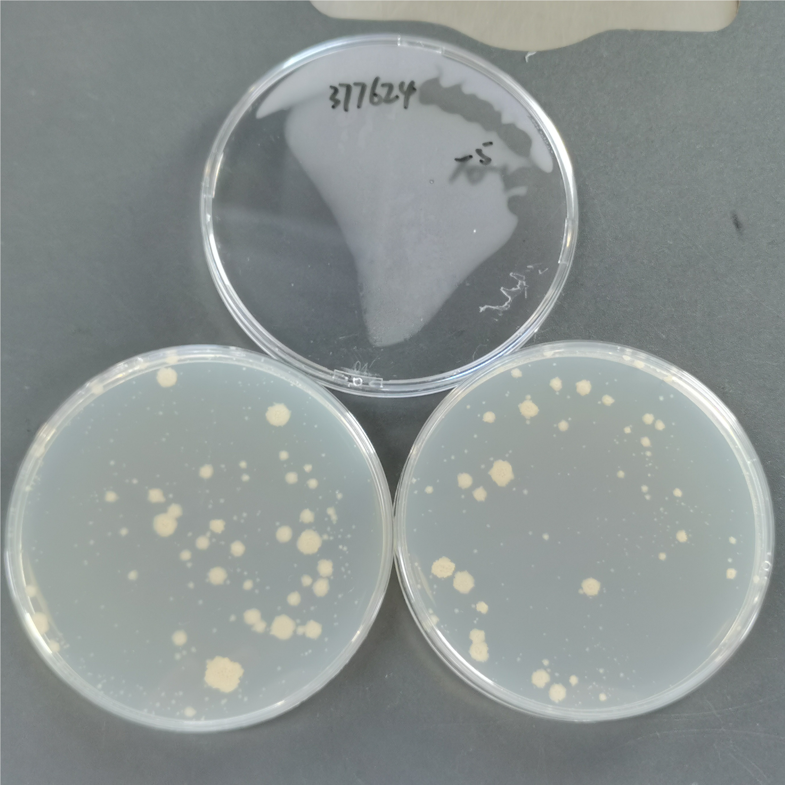 Mycobacterium tuberculosis-BNCC