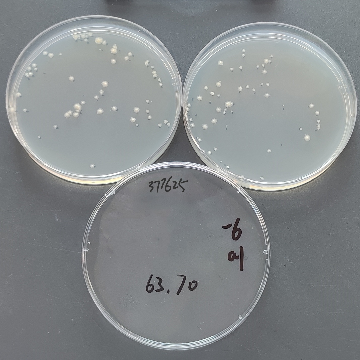 Mycobacterium tuberculosis BCG-BNCC