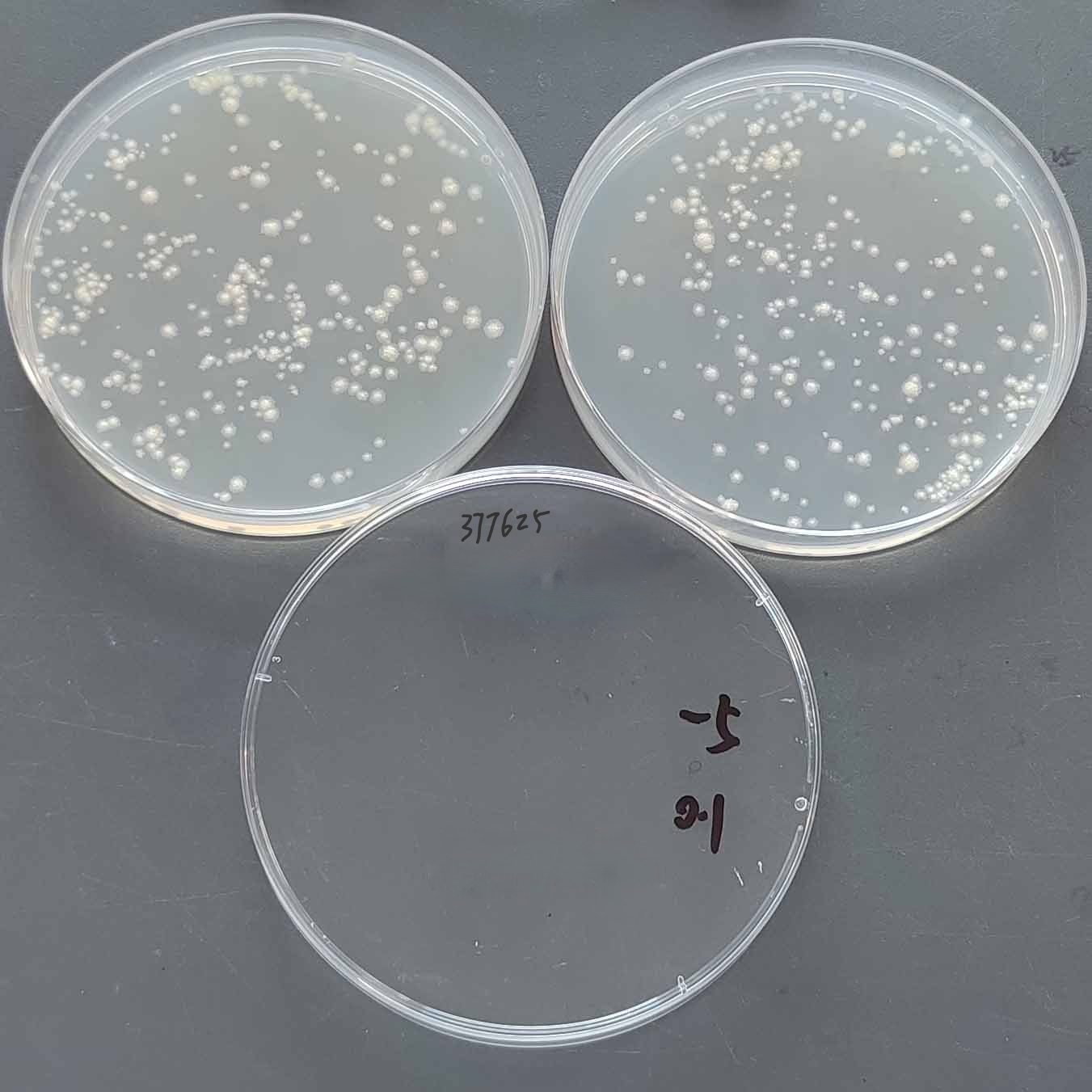Mycobacterium tuberculosis BCG-BNCC