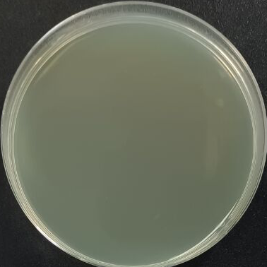 Mycoplasma pneumoniae reference material (Heat-inactivated) (strongly positive)-BNCC