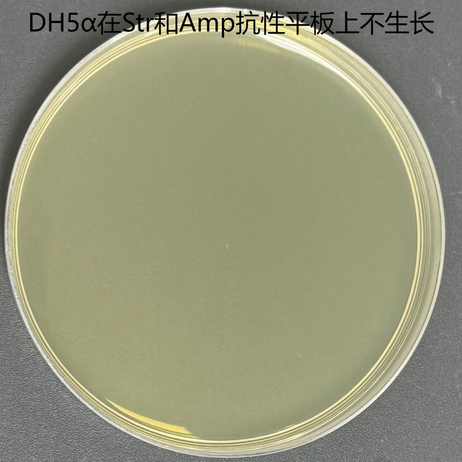 HB101 Chemotrophically Competent Cells-BNCC