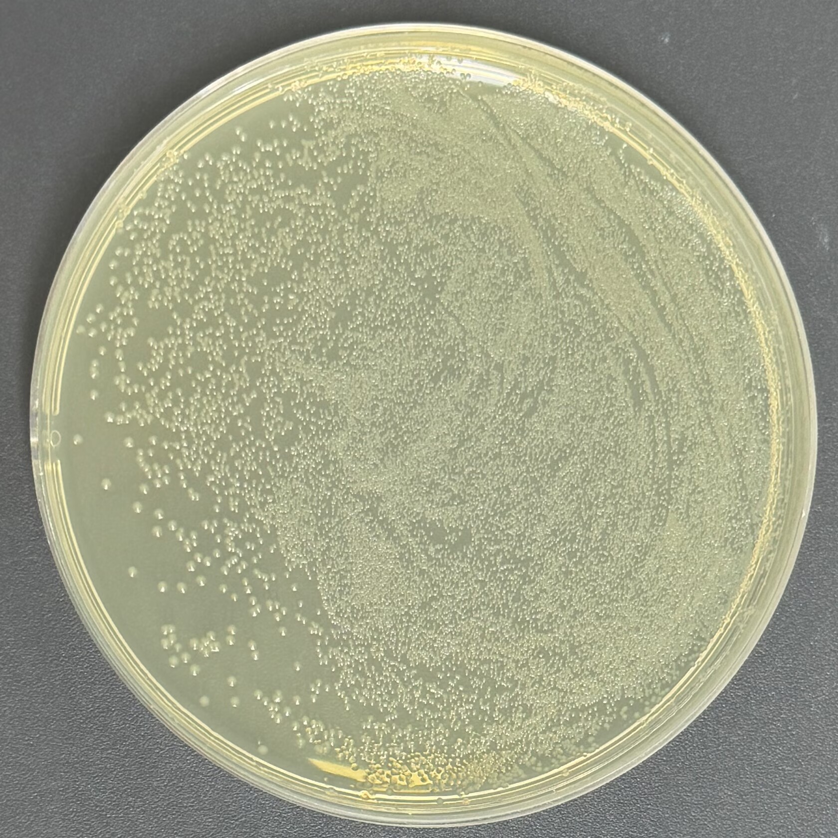 HB101 Chemotrophically Competent Cells-BNCC