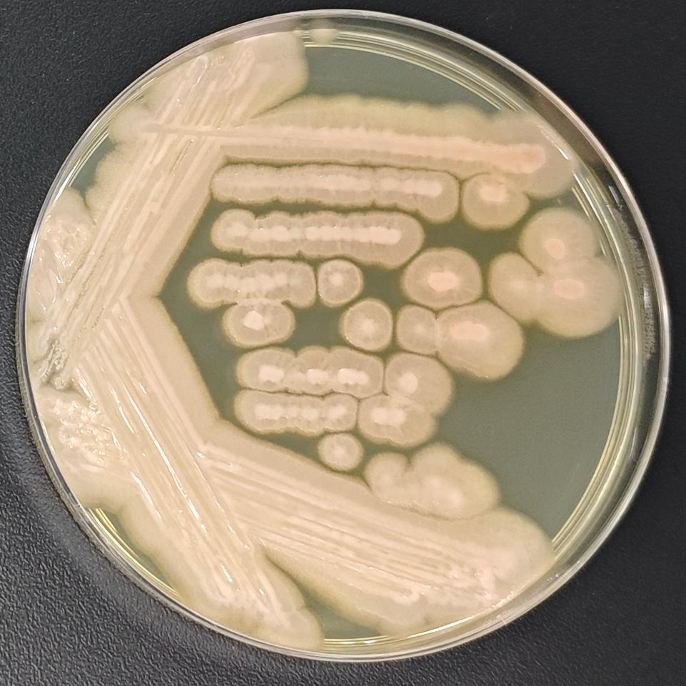 Short stem fungi genus-BNCC