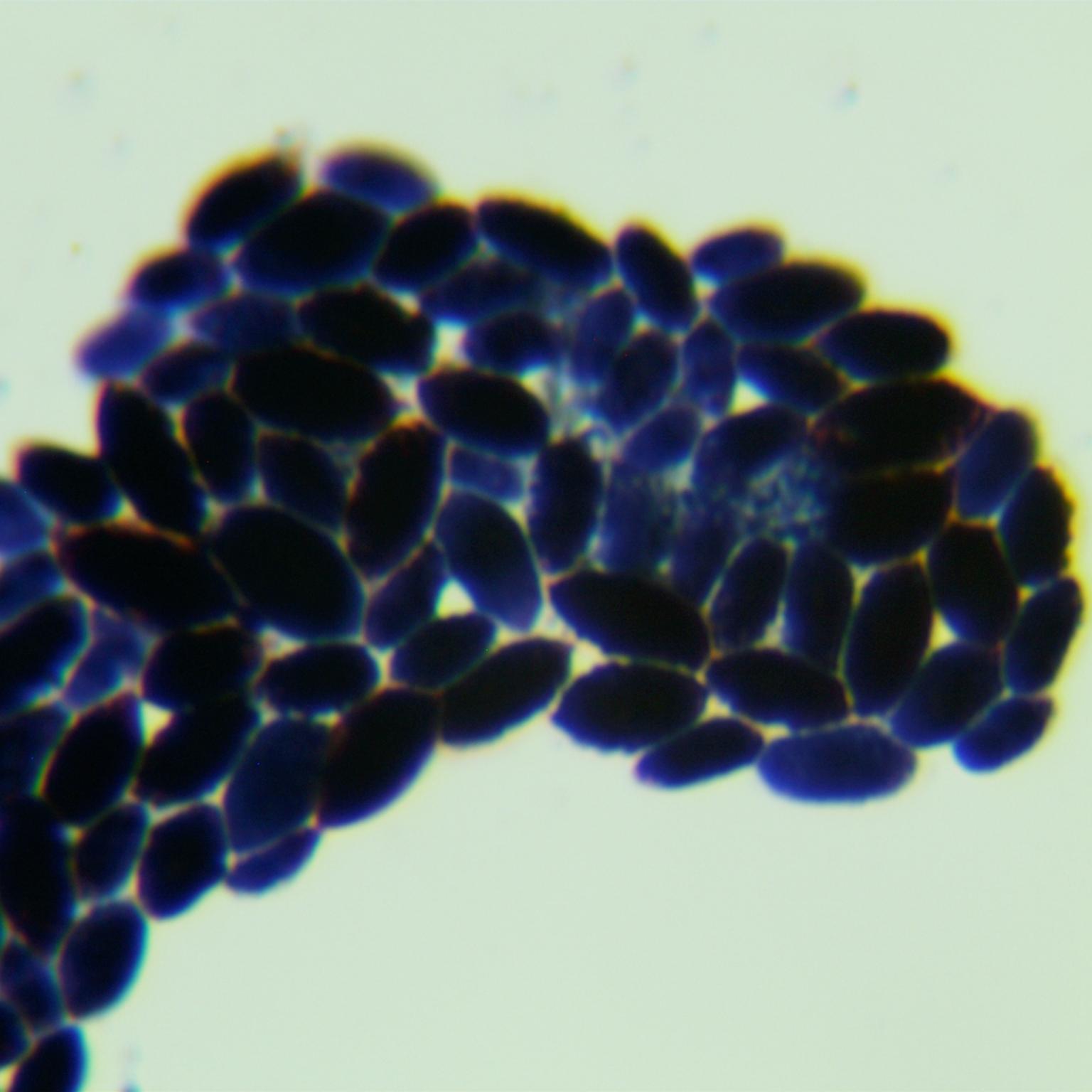 Short stem fungi genus-BNCC