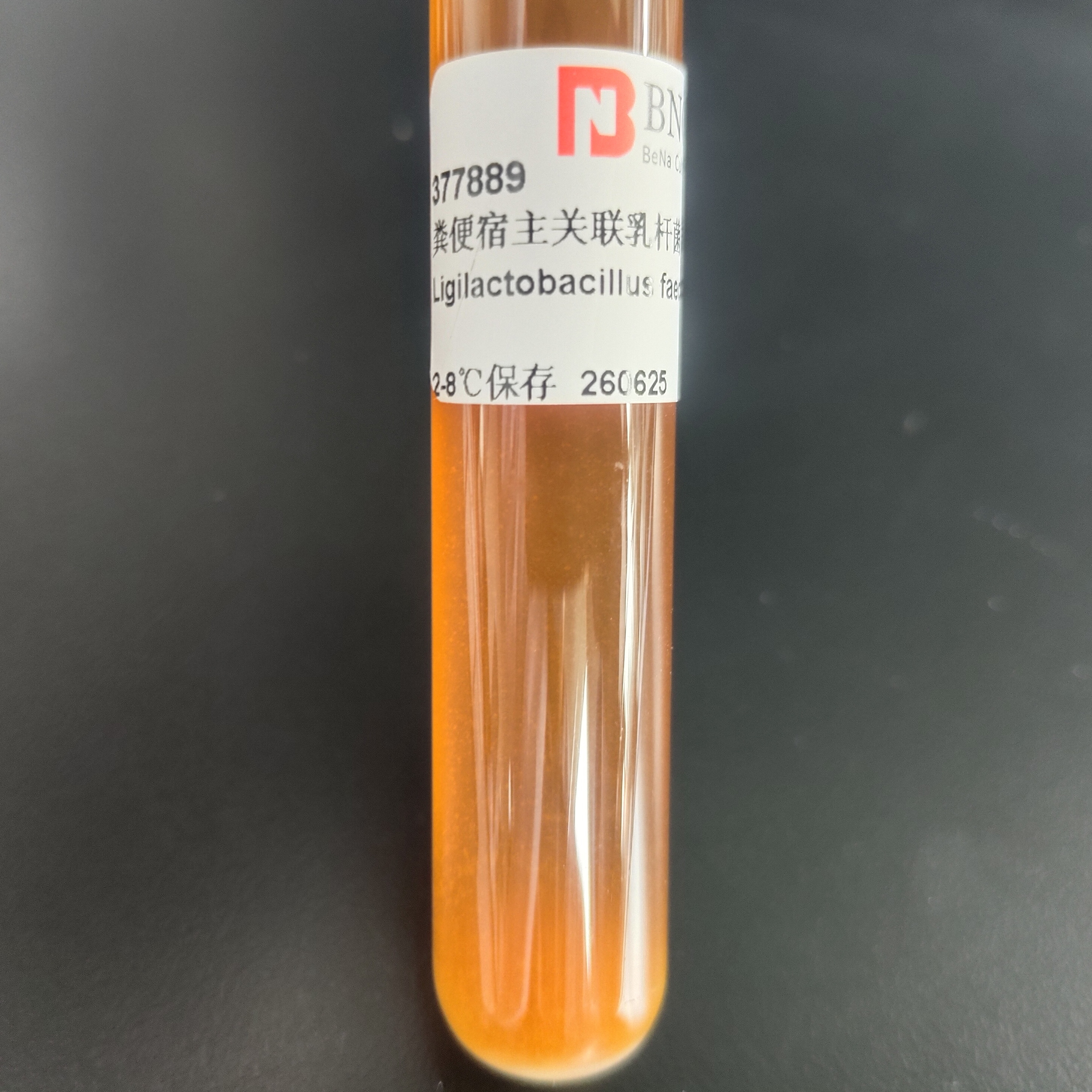 Fecal host associated lactobacilli-BNCC