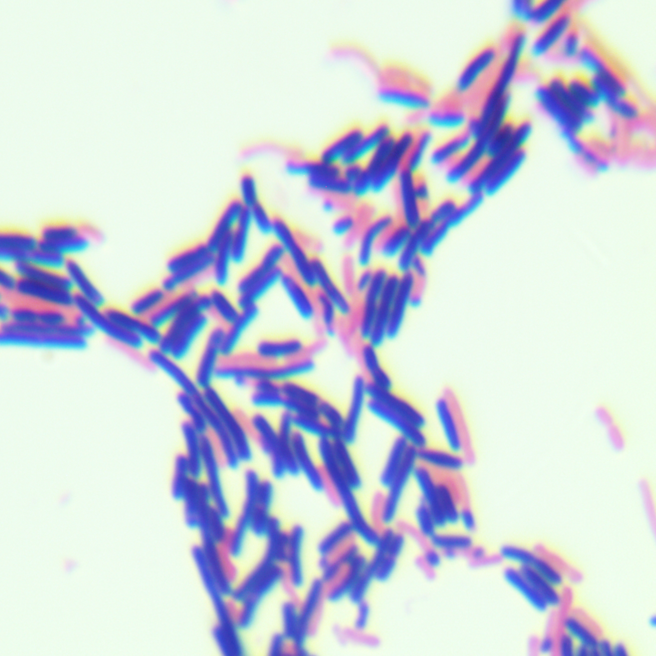 Fecal host associated lactobacilli-BNCC