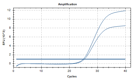 Neisseria meningitidis DNA Standard-BNCC