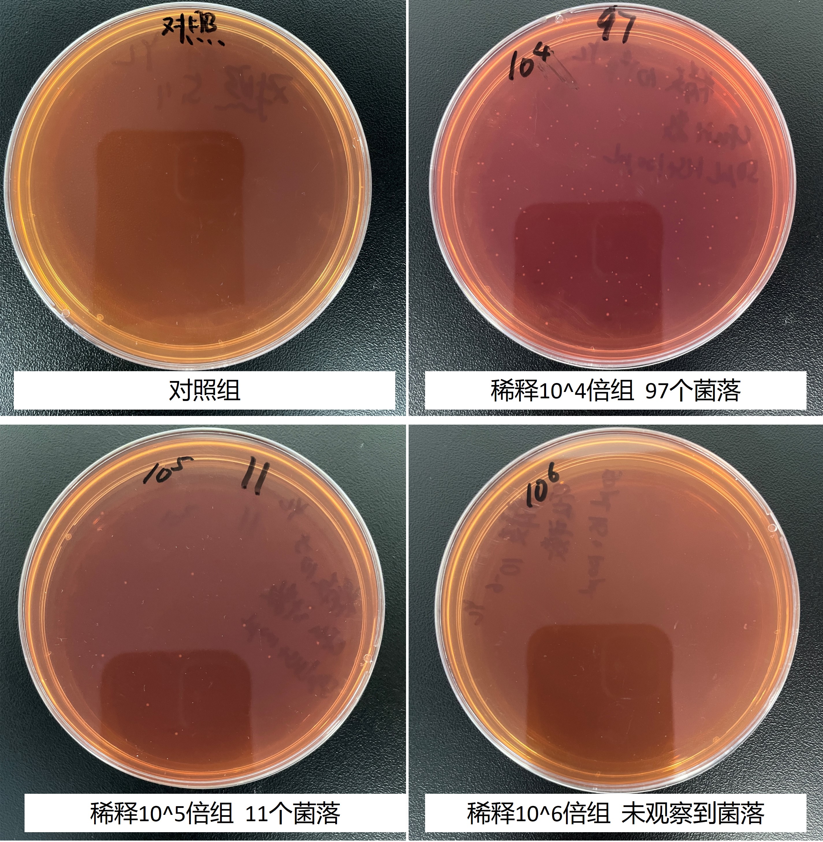Arginine Mycoplasma Nucleic Acid Reference Sample (Heat-inactivated) (Strong Positive)-BNCC