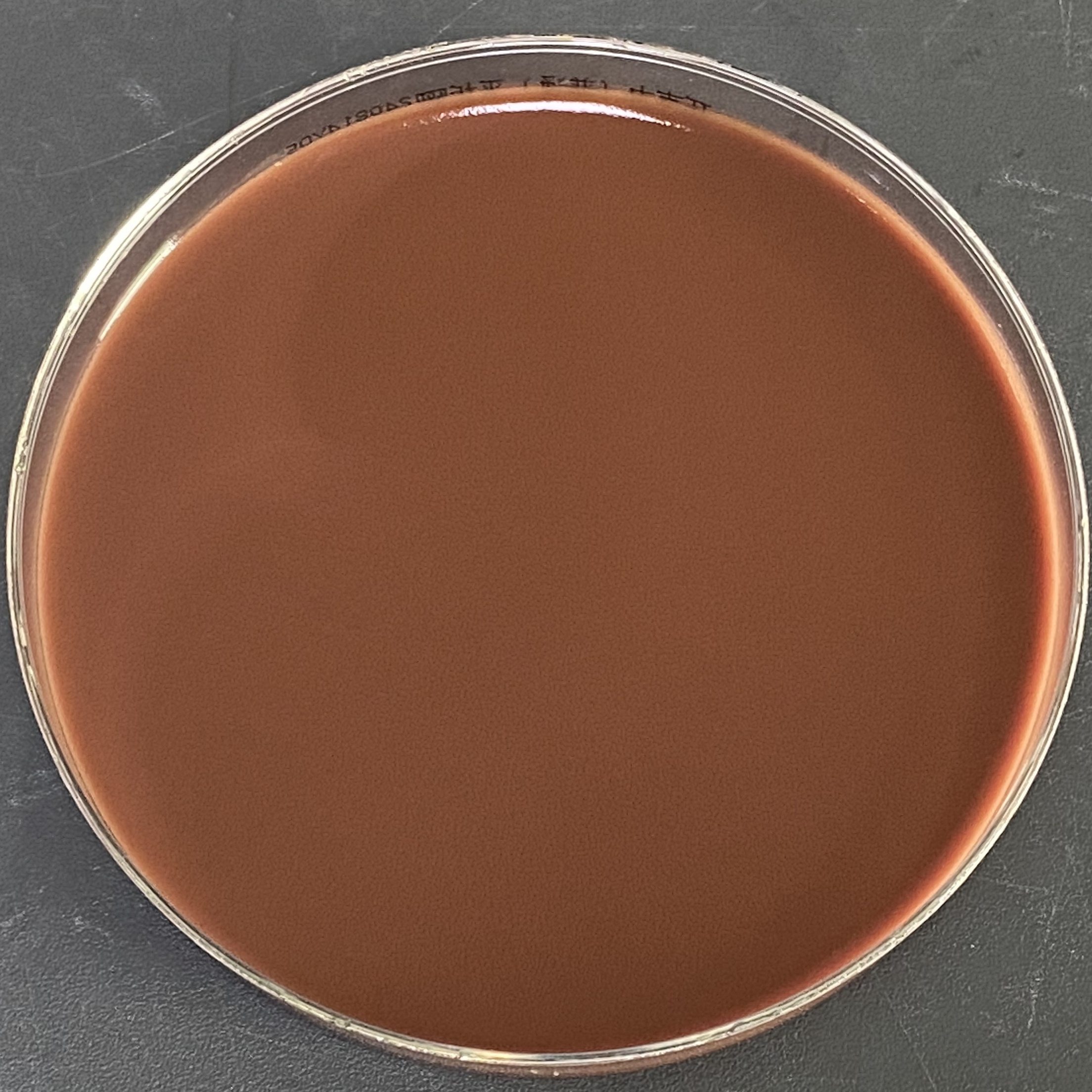 Vaginal Gardnerella DNA Standard-BNCC