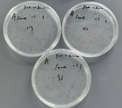 Quality control sample of total bacterial count in drinking water (Plate counting method)-BNCC