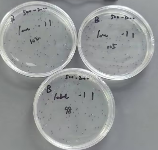 Quality control sample of total bacterial count in drinking water (Plate counting method)-BNCC